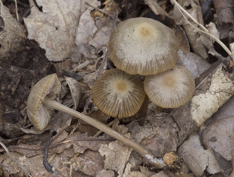 Entoloma nitens